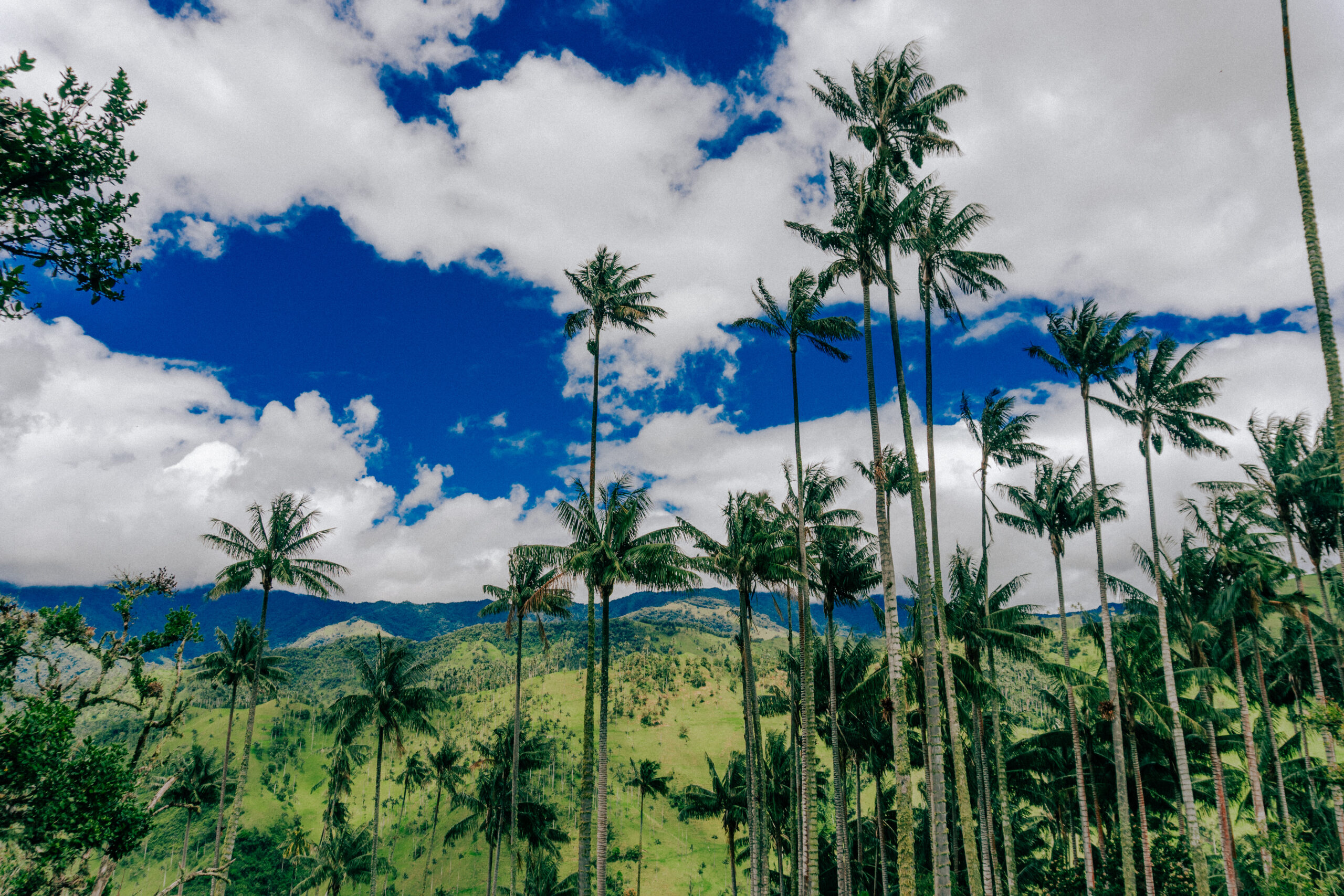 carbonera salento colombia