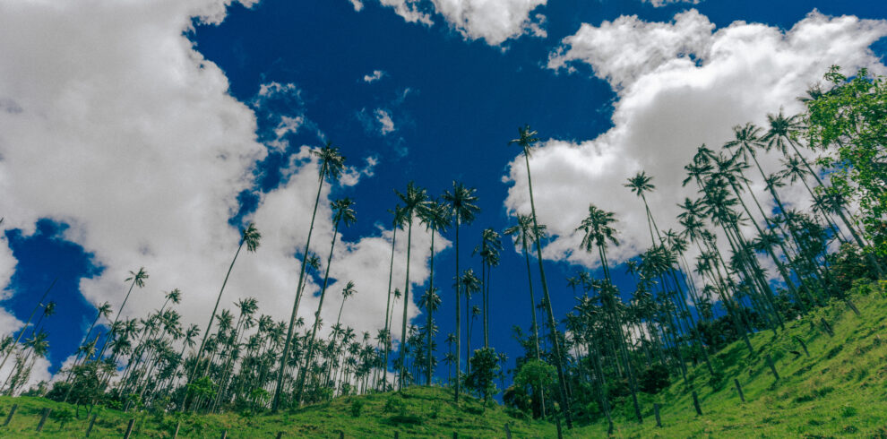salento quindio magia amor cafe