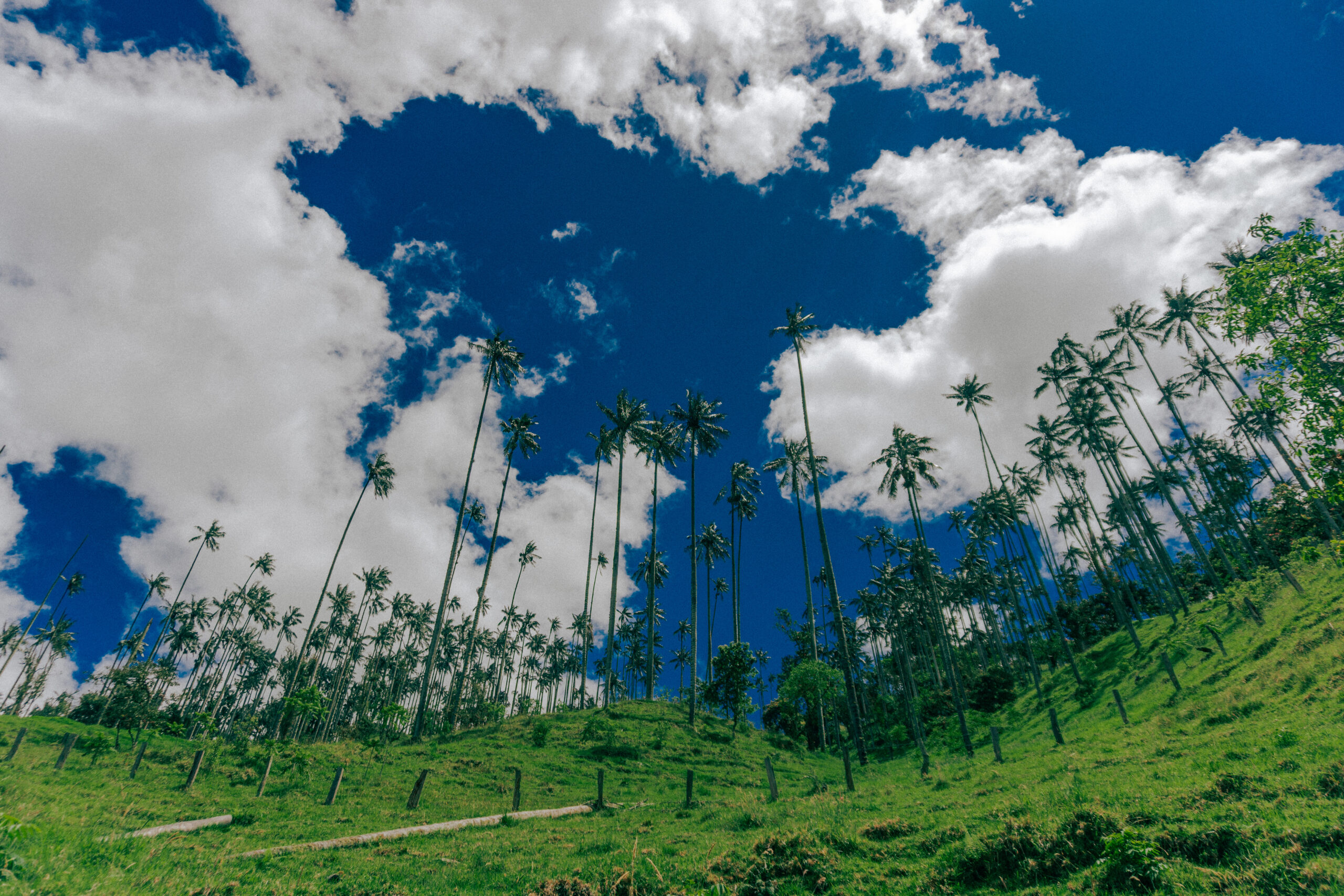 salento quindio magia amor cafe