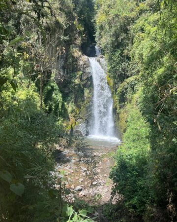 CARBONERA WAX PALM / WATERFALL