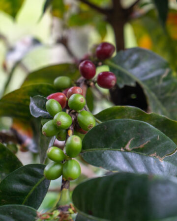 COCORA VALLEY / COFFEE FARM
